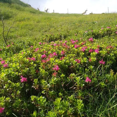 Apartamento Spulhof *