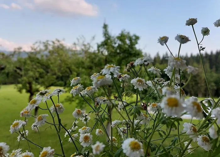 Apartment Spulhof Abtenau