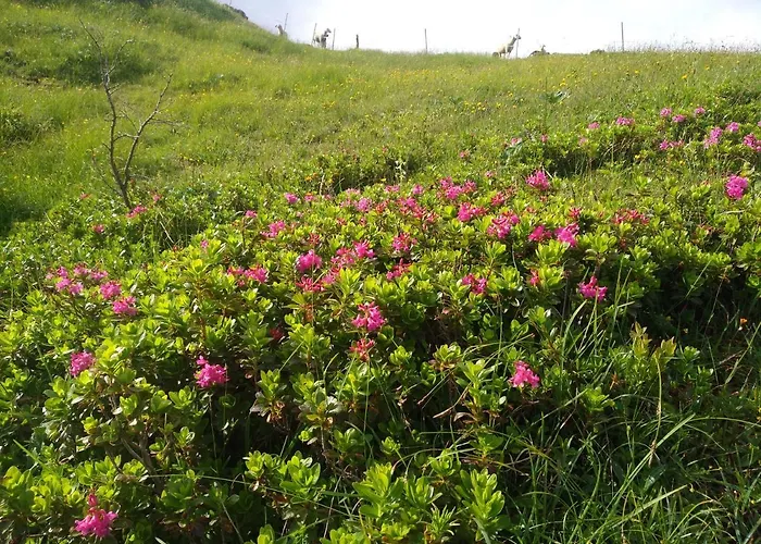 Апартаменты Spulhof *